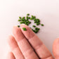 Moss Green - DiamonDuo- 7.5 gram tube