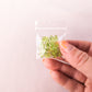 Peridot - Hand Cut Lantern - Pack of 25
